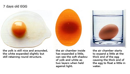 [A Seven�Day Egg Using The Buoyancy Test]