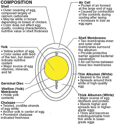 [Composition of An Egg]